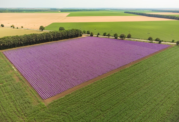 Vue Aérienne Du Champ De Lavande Au Jour D'été