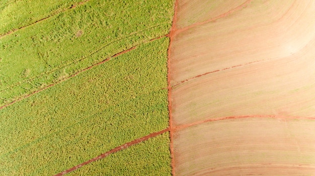 Vue aérienne du champ de plantation de la canne à sucre avec la lumière du soleil. Industriel agricole