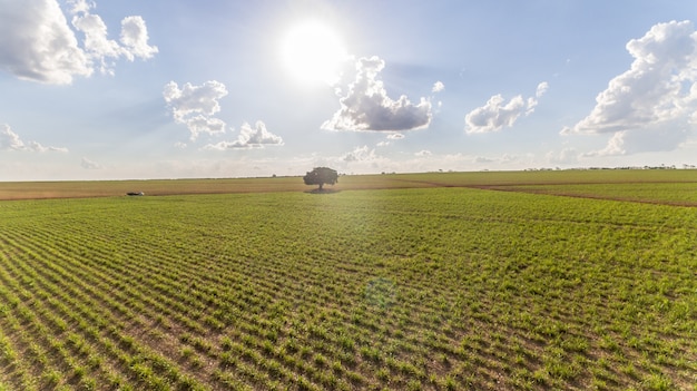 Vue aérienne du champ de plantation de la canne à sucre avec la lumière du soleil. Industriel agricole