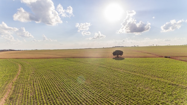 Vue Aérienne Du Champ De Plantation De La Canne à Sucre Avec La Lumière Du Soleil. Industriel Agricole