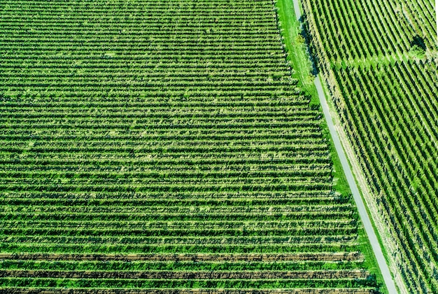 Vue aérienne du champ de raisin