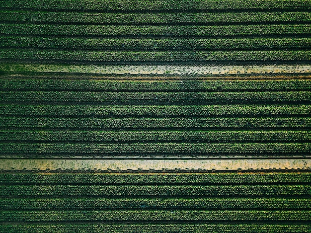 Vue aérienne du champ de rangées de choux dans le paysage agricole en Finlande