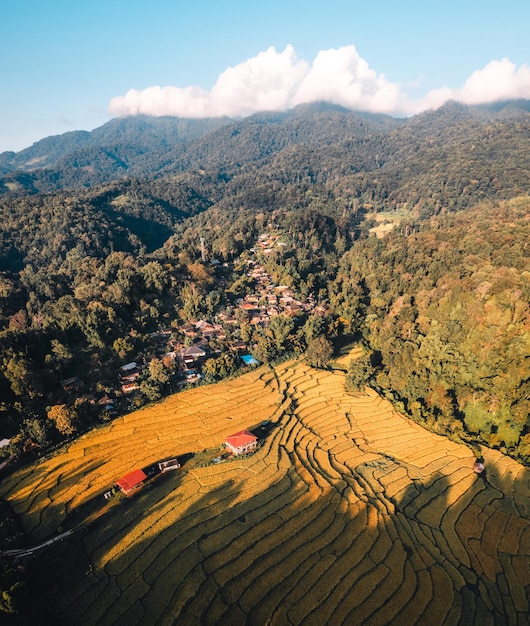 Vue aérienne du champ de riz doré en terrasse à Chiang Mai en Thaïlande