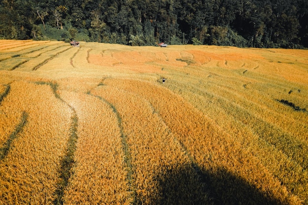 Vue aérienne du champ de riz doré en terrasse à Chiang Mai en Thaïlande