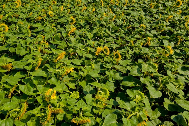 Vue aérienne du champ de tournesol.