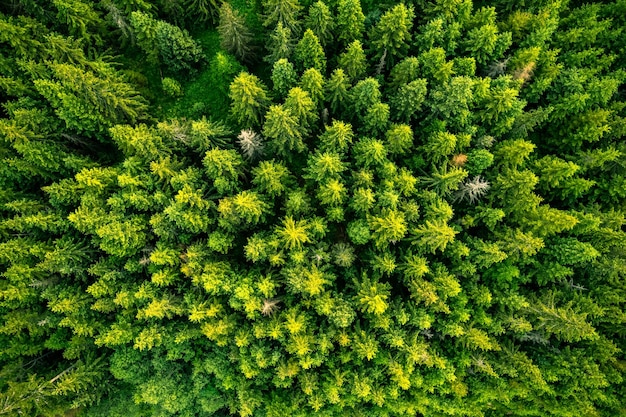 Vue aérienne du drone sur la forêt de haut en bas Nature et nature en plein air