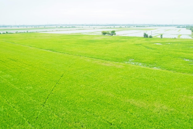 Vue aérienne du drone volant de riz de champ avec paysage vert motif nature fond vue de dessus riz de champ