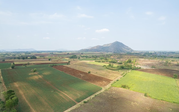 Vue aérienne du drone volant de riz de champ avec paysage vert motif nature fond vue de dessus riz de champ