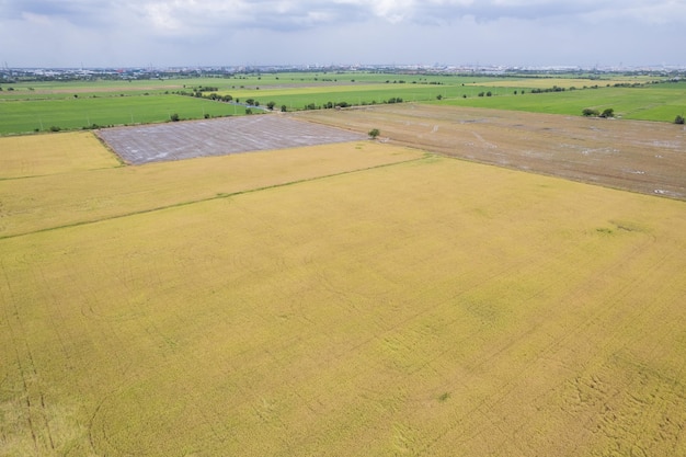 Vue aérienne du drone volant de riz de champ avec paysage vert motif nature fond vue de dessus riz de champ