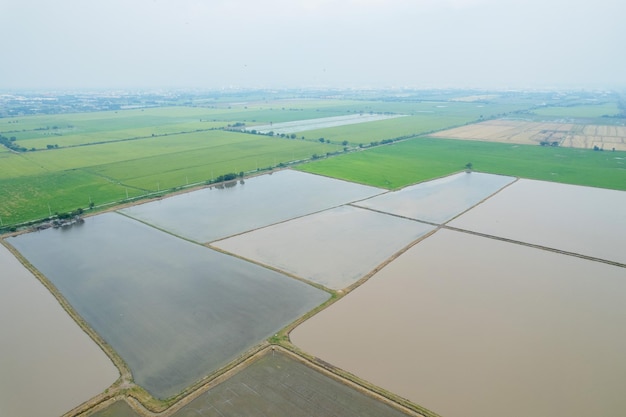 Vue aérienne du drone volant de riz de champ avec paysage vert motif nature fond vue de dessus riz de champ