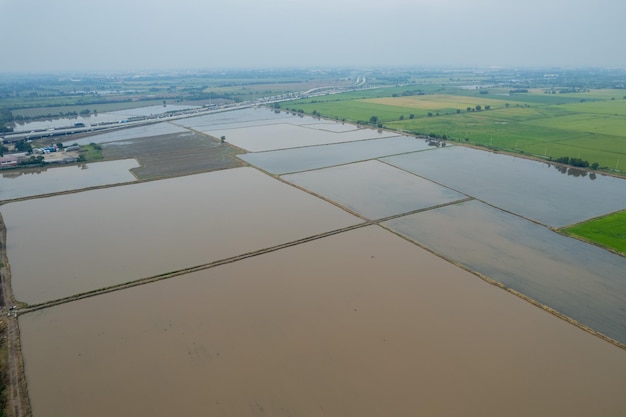 Vue aérienne du drone volant de riz de champ avec paysage vert motif nature fond vue de dessus riz de champ