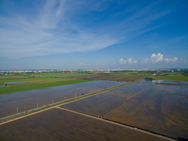 vue aérienne du drone volant de riz sur le terrain avec fond de paysage vert motif nature, riz sur le terrain vue de dessus