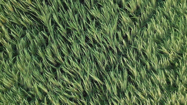 Photo vue aérienne du fielf de jeunes épis de seigle de blé frais dans la lumière du matin