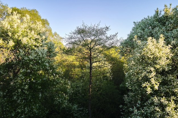 Vue aérienne du jardin fleuri avec des arbres en fleurs blanches au début du printemps au coucher du soleil