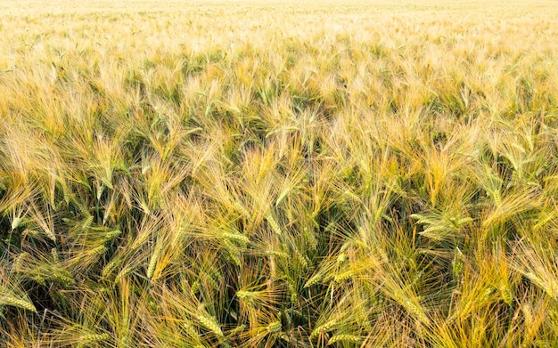 Vue aérienne du jeune blé vert frais de près de l'herbe verte jeune au printemps