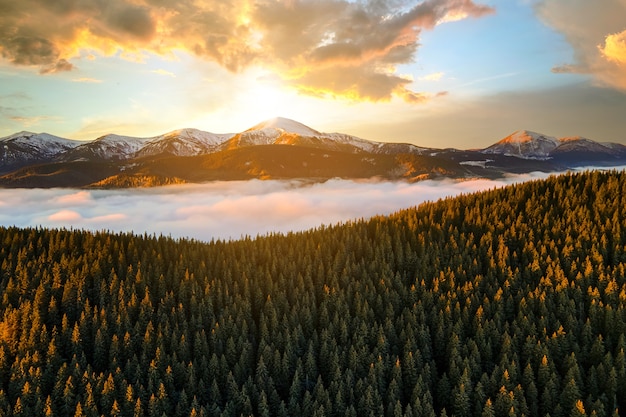 Vue aérienne du lever du soleil sur les collines montagneuses couvertes de forêt d'épinettes à feuilles persistantes en automne.