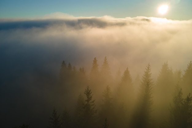 Vue aérienne du matin brumeux lumineux sur les arbres de la forêt de montagne sombre au lever du soleil d'automne. Beau paysage de forêt sauvage à l'aube