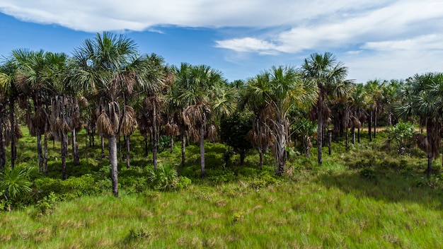 Vue aérienne du palmier Buriti indigène au milieu de la forêt amazonienne. Buritizal.
