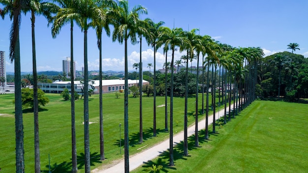 Vue aérienne du parc Burle Marx Parque da Cidade à Sao Jose dos Campos Brésil De grands et beaux palmiers