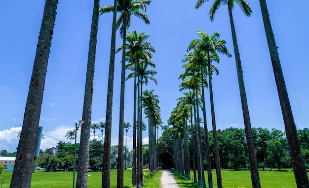 Vue aérienne du parc Burle Marx Parque da Cidade à Sao Jose dos Campos Brésil De grands et beaux palmiers