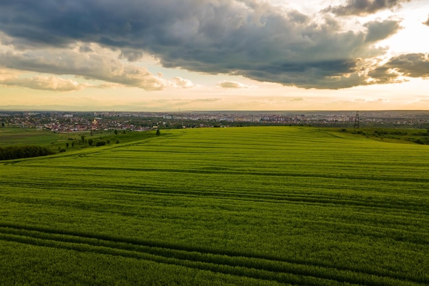 Vue aérienne du paysage de champs agricoles cultivés verts avec des cultures en pleine croissance par une belle soirée d'été.