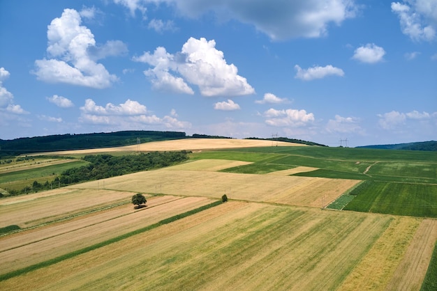 Vue aérienne du paysage des champs agricoles cultivés verts et jaunes avec des cultures en croissance par une belle journée d'été.