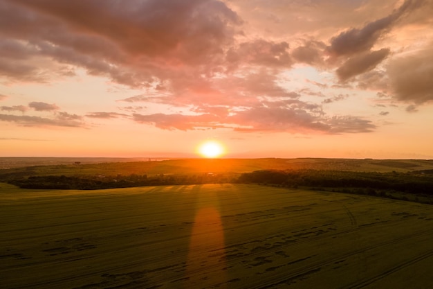 Vue aérienne du paysage du champ agricole cultivé jaune avec du blé mûr lors d'une soirée d'été animée