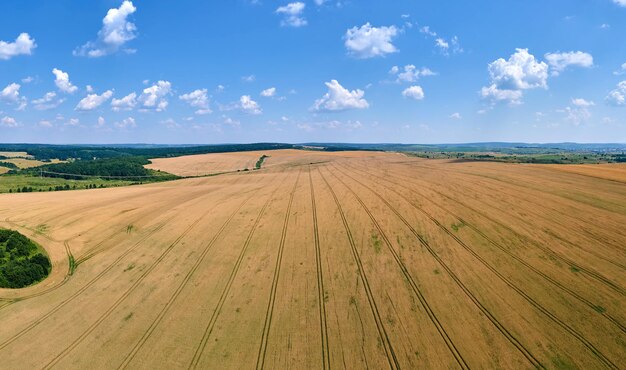 Vue aérienne du paysage du champ agricole cultivé jaune avec du blé mûr par une belle journée d'été