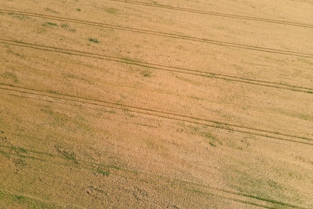 Vue aérienne du paysage du champ agricole cultivé jaune avec du blé mûr par une belle journée d'été