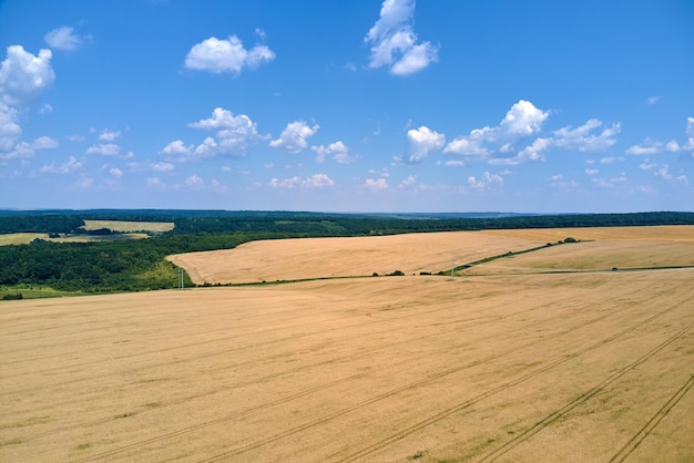 Vue aérienne du paysage du champ agricole cultivé jaune avec du blé mûr par une belle journée d'été