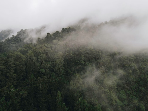 Vue aérienne du paysage forestier brumeux en Indonésie au lever du soleil