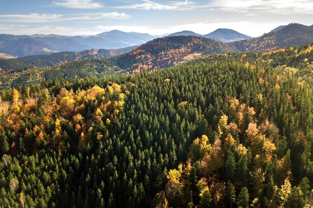 Vue aérienne du paysage de montagne d'automne avec des pins à feuilles persistantes et une forêt d'automne jaune avec des montagnes magiques à distance.