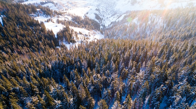 Vue aérienne du paysage pittoresque fascinant de grands sapins élancés poussant sur les collines enneigées