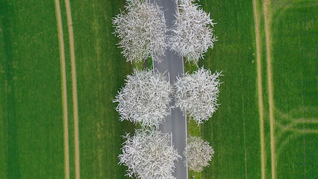 Vue aérienne du paysage printanier d'un drone une route parmi des ruelles de cerises en fleurs près du village et des champs verts campagne allemande