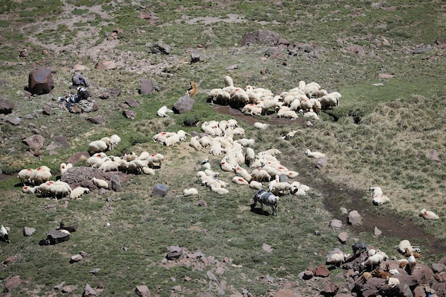 Vue aérienne du troupeau de moutons