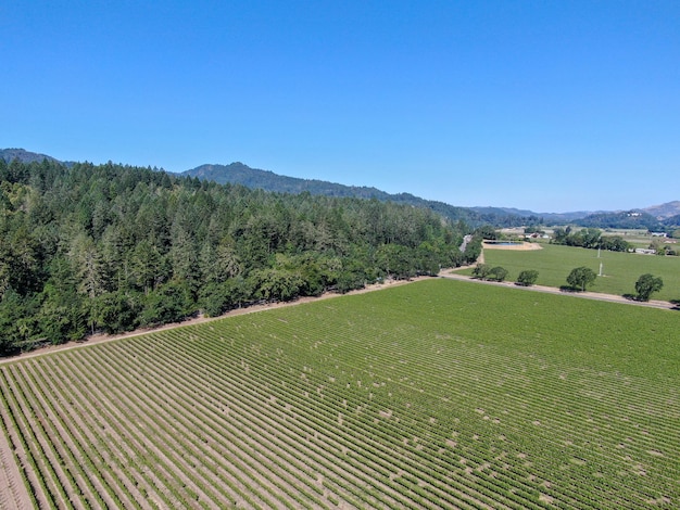 Vue aérienne du vignoble de Napa Valley Napa County en Californie Vin USA