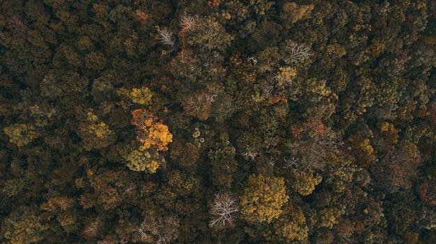 Photo vue aérienne de l'écosystème de la forêt tropicale tropicale et de l'environnement sain