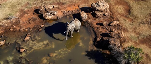 vue aérienne d'un éléphant à un puits d'eau à la réserve naturelle de Balule