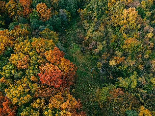 Vue aérienne de l'espace de copie coloré de forêt d'automne