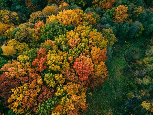 Vue aérienne de l'espace de copie coloré de forêt d'automne
