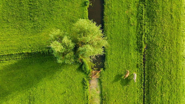 Une vue aérienne de la ferme Agriculture Une vue des animaux depuis un drone Vaches broutant dans un pré