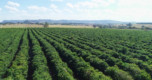 Vue aérienne d'une ferme de café. Caféière. La culture du café. 4K.