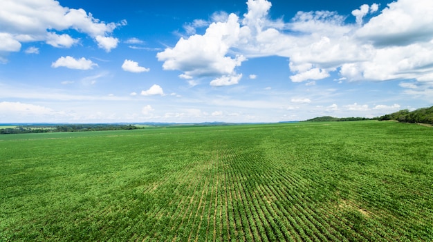 Vue aérienne d&#39;une ferme avec des plantations de soja ou de haricots.