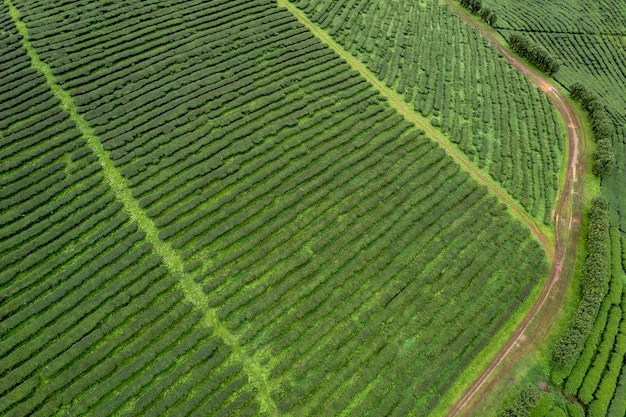Photo vue aérienne ferme de thé avec mer de brume arbre vert montagne bleue