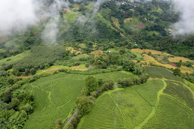 Photo vue aérienne ferme de thé avec mer de brume arbre vert montagne bleue