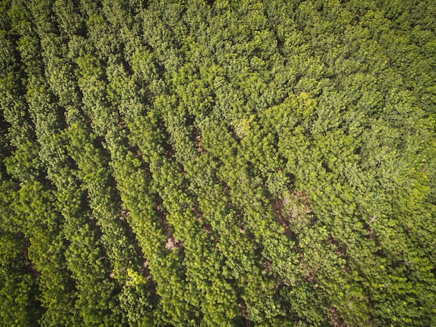 Vue aérienne de la forêt arbre arbre à caoutchouc feuilles environnement forêt nature fond, Texture de la forêt verte vue de dessus de l'arbre d'en haut, plantation d'arbres à caoutchouc