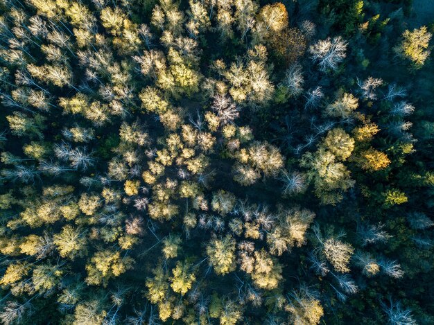 Vue aérienne de la forêt en automne avec des arbres colorés. Photographie de drones.