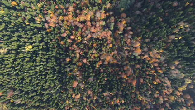 Vue aérienne de la forêt d'automne et du lac