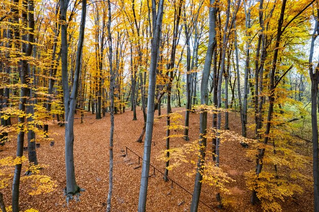 Vue aérienne de la forêt d'automne incroyable