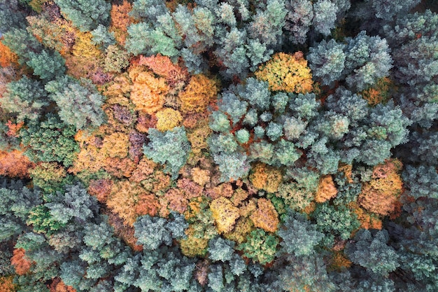 Vue Aérienne De La Forêt D'automne Marécageuse. Fond Naturel.